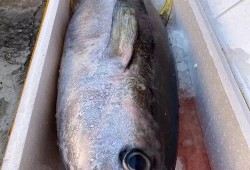 吃瓜爆料抖音网红多鱼,吃瓜爆料背后的故事与真相